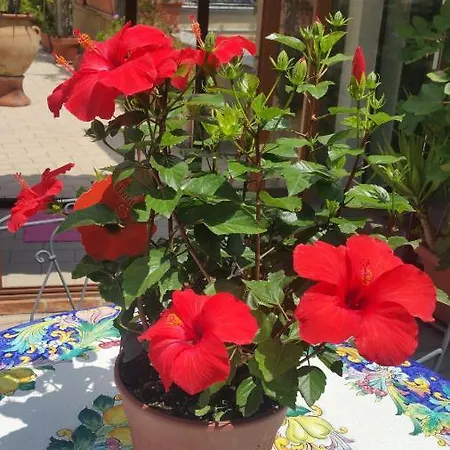 Отель Mediterranean Roof
