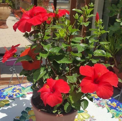 ホテル Mediterranean Roof